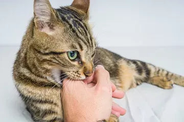 Something for An Aggressive Cat to Stop Biting and Kneading​