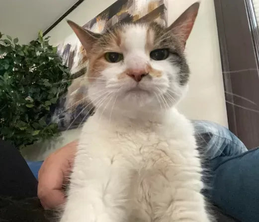 Cat Dementia: Is It Old Age or Is It Dementia