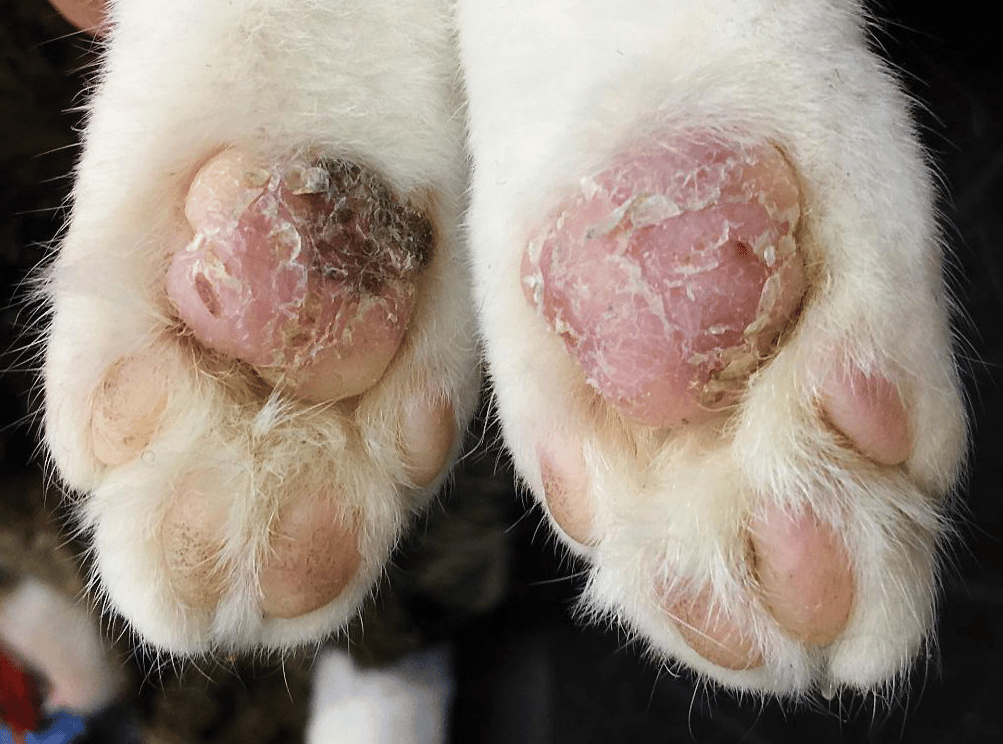 Pillow Foot in Cats
