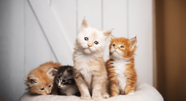 Cat Anxiety Medication