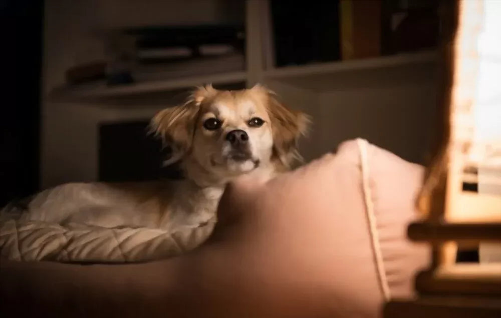 Dog Won't Sleep at Night: Should I Worry