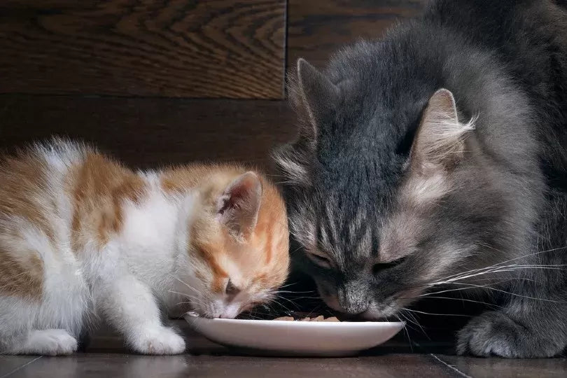Can Kittens Eat Adult Cat Food? Exploring the Health Implications