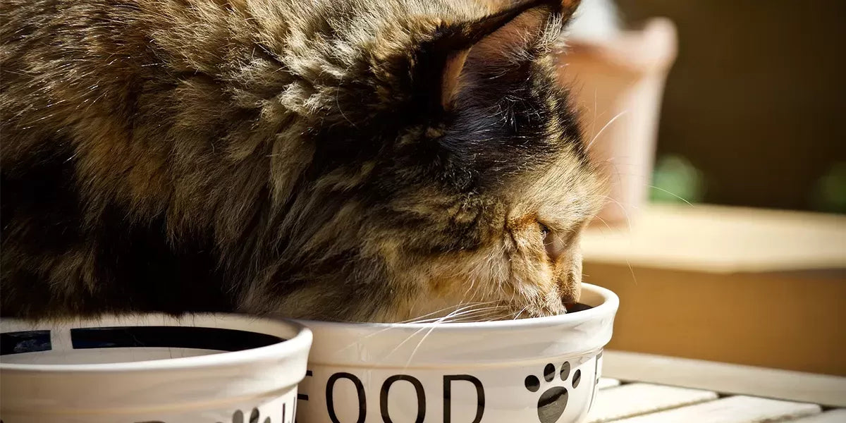 The Purr-fect Guide to Cat Bowls: Choosing the Right Dish for Feline Health