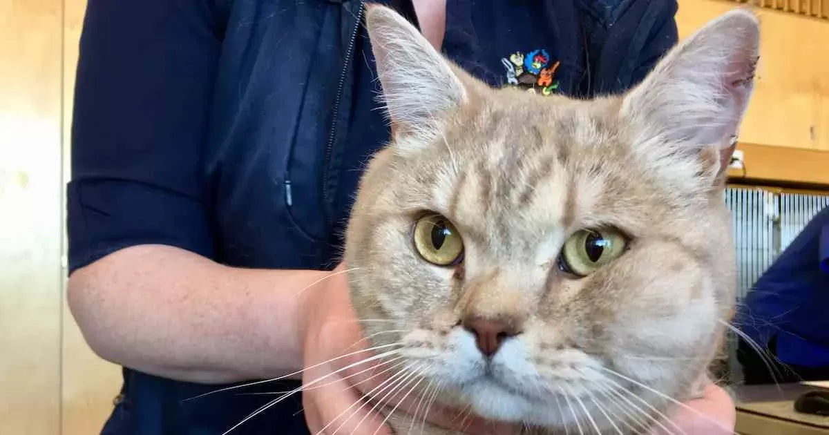 Understanding and Addressing Cat Swollen Face: Causes, Symptoms, and Treatment