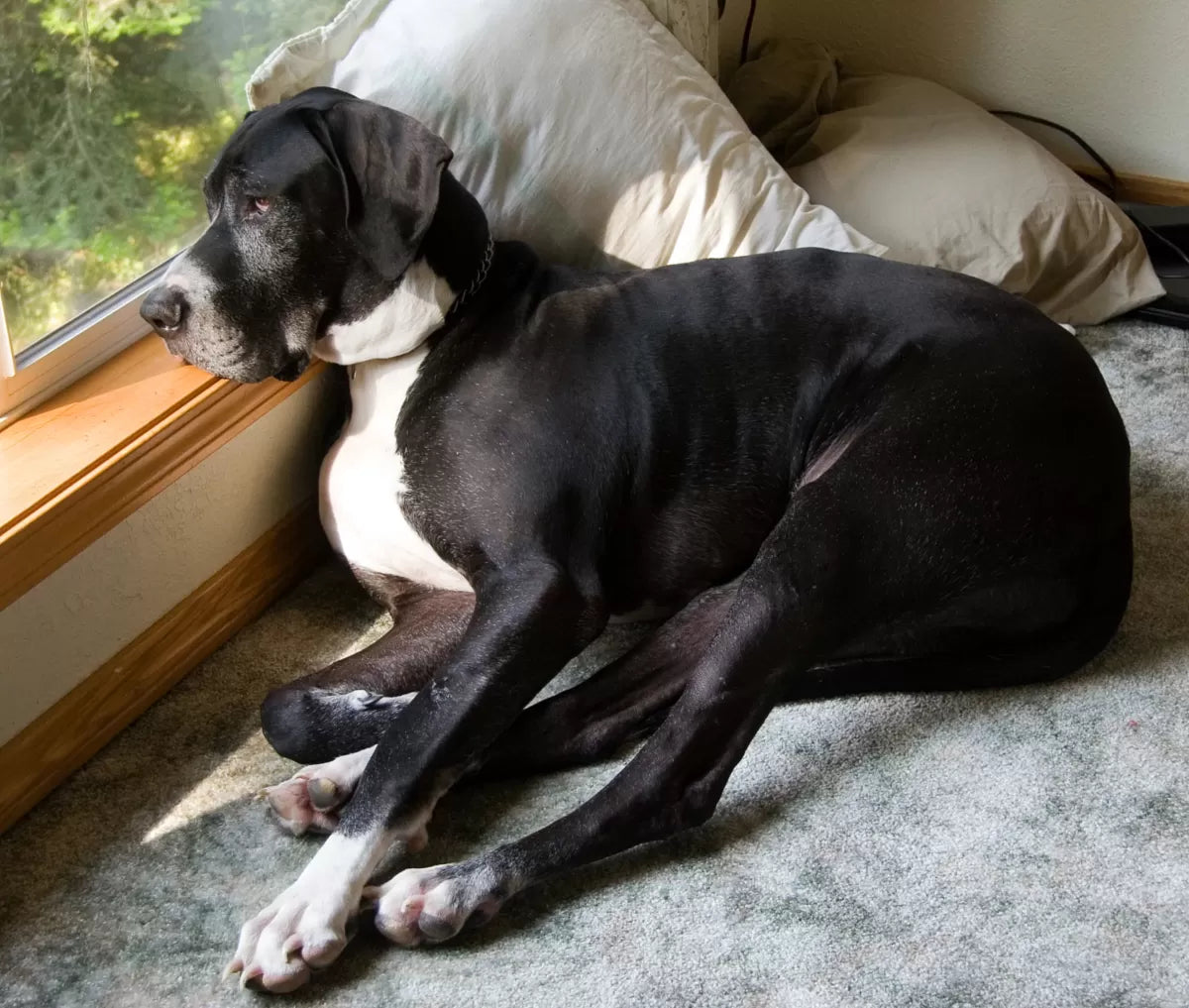 How to Strengthen Old Dogs Hind Legs