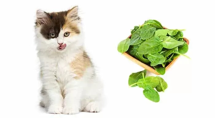 Can Cats Eat Spinach