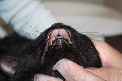 Feline Eosinophilic Granuloma Complex