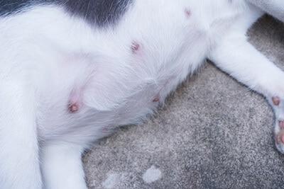 Are Cats Nipples Supposed to Be Red