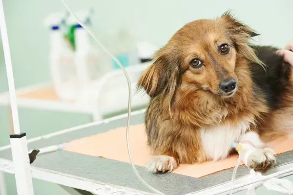 Diabetic Ketoacidosis (DKA) in Dogs
