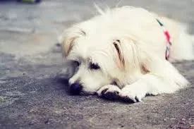 Stress Colitis in Dogs: What Should I Do