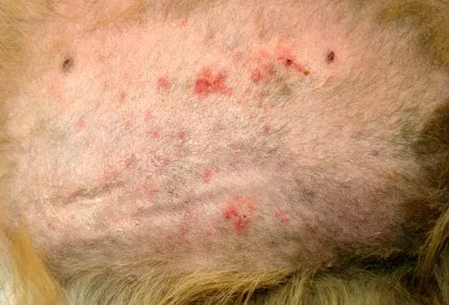 Understanding and Managing Skin Allergies in Dogs