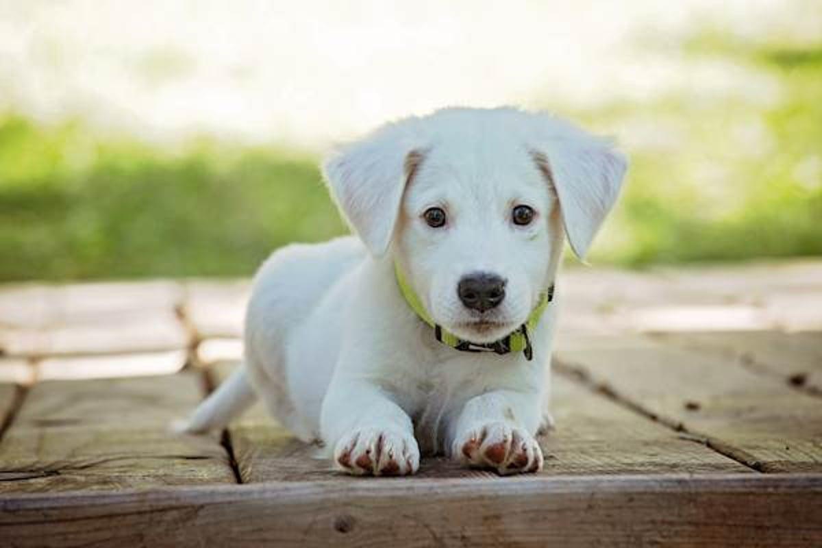 Dealing with Brucellosis in Dogs