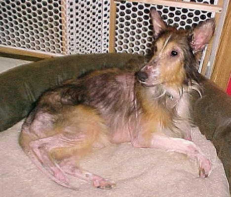 Low Thyroid in Dogs: Causes, Symptoms, and Treatment