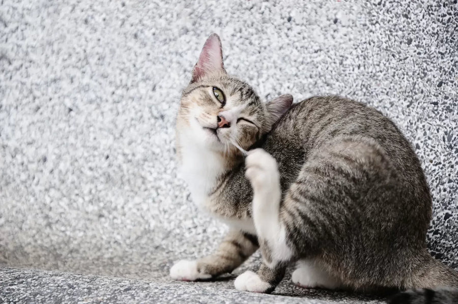  What Your Vet Isn’t Telling You About Chronic Hot Spots in Cats