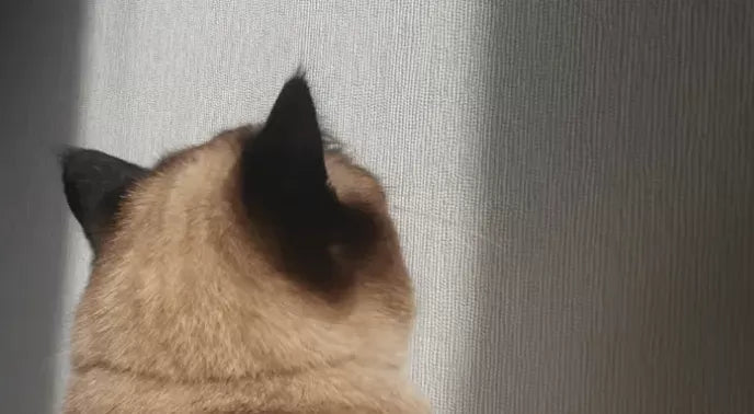 Why Is My Cat Staring At Nothing?