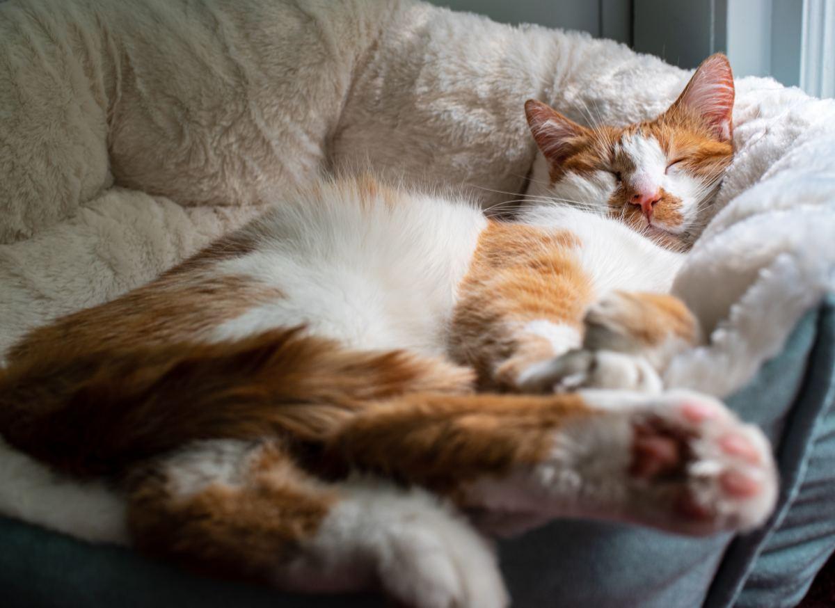 When Do Cats Want Pets