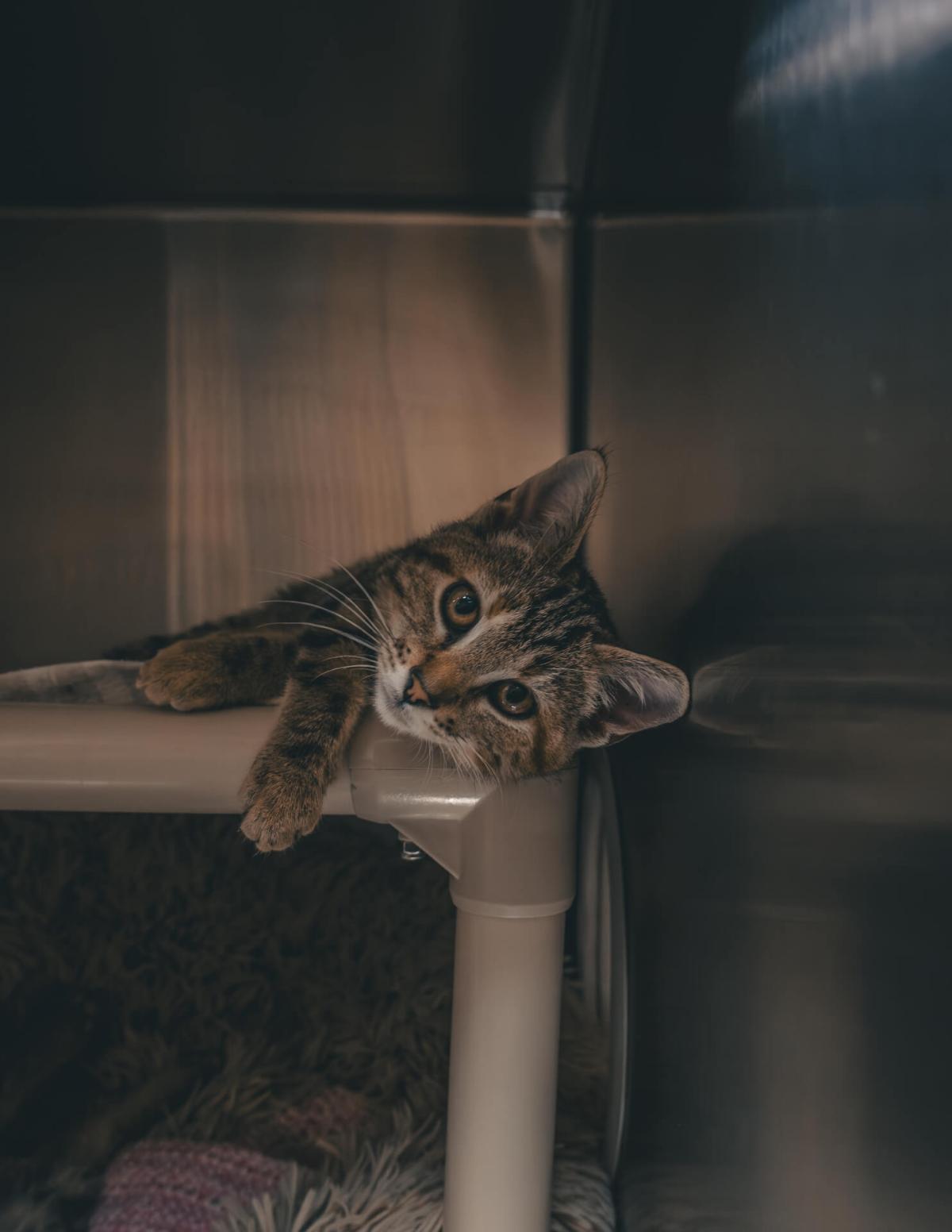 How to Rehome A Cat