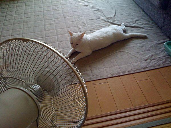 How Hot Is Too Hot for Cats