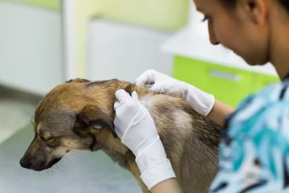 Maggots in Dogs