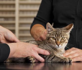 Heart Rate for Cats