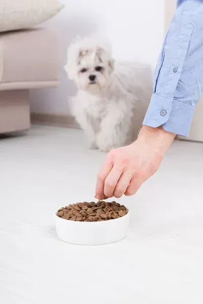 The Ultimate Guide to Fish Oil for Dogs: Benefits, Dosage & How to Choose the Best Supplement