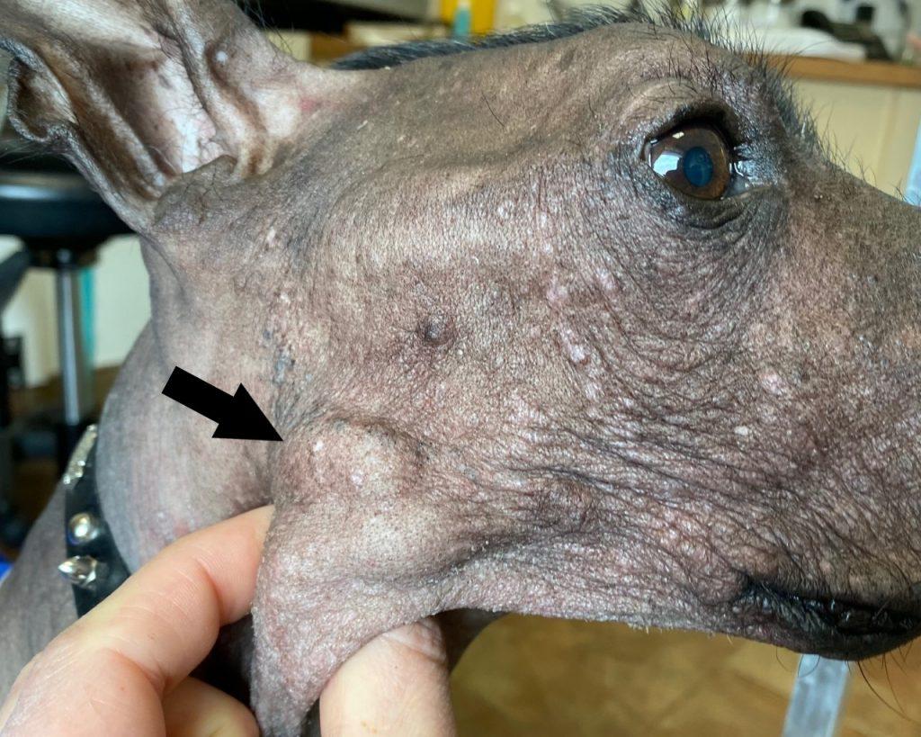 A Comprehensive Guide to Canine Lymph Nodes