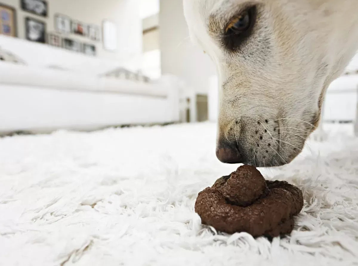 Why Do Dogs Eat Poop