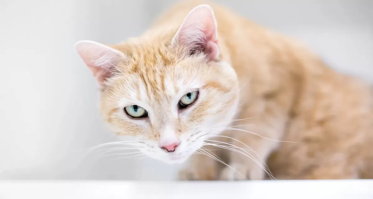 Cat Coughing but No Hairball: Understanding the Causes and Concerns