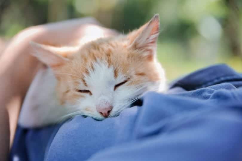How to Pet A Cat
