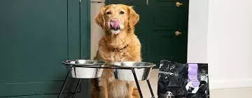 How Long Does It Take a Dog to Digest Food