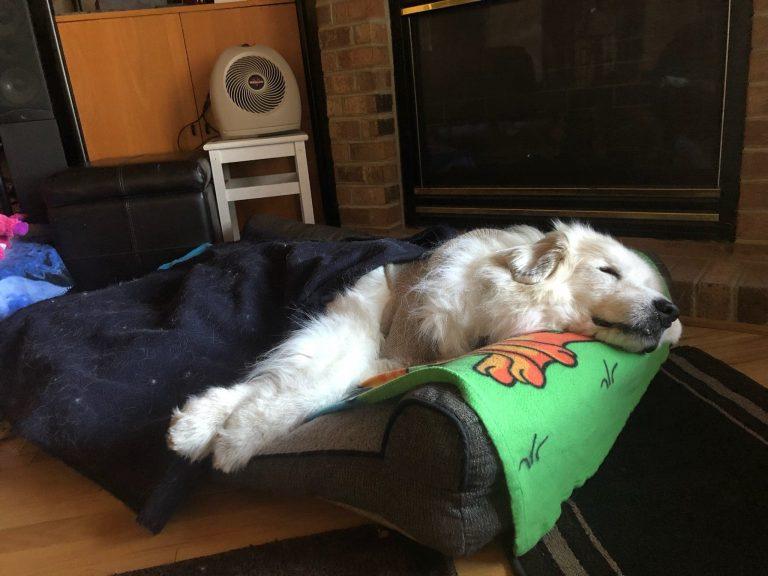 Canine Dysfunctional Behavior: Understanding and Addressing Tips