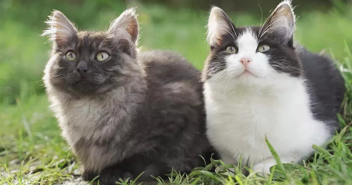Long Hair vs Short Hair Cats: A Comprehensive Comparison