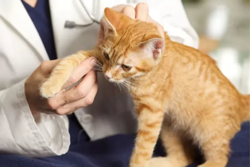 Cat Limping: Causes, Symptoms, and Care