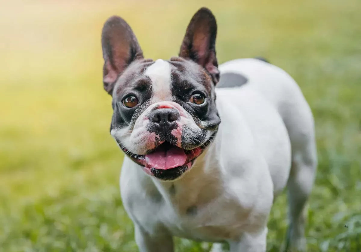 12 Reasons Why French Bulldogs are the Worst