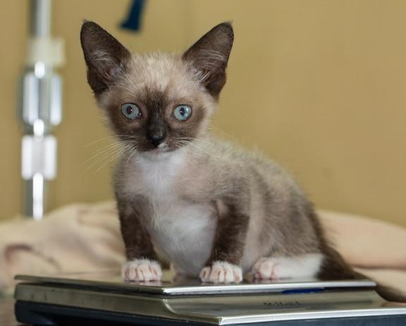 Cat Fluid in Lungs