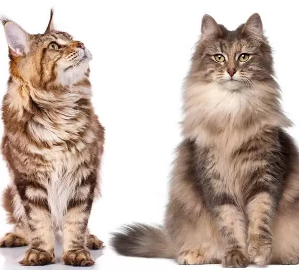 Maine Coon vs Norwegian Forest Cat