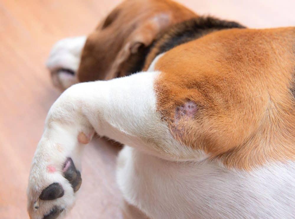 Pressure Sores on Dogs: Prevention, Treatment, and Healing