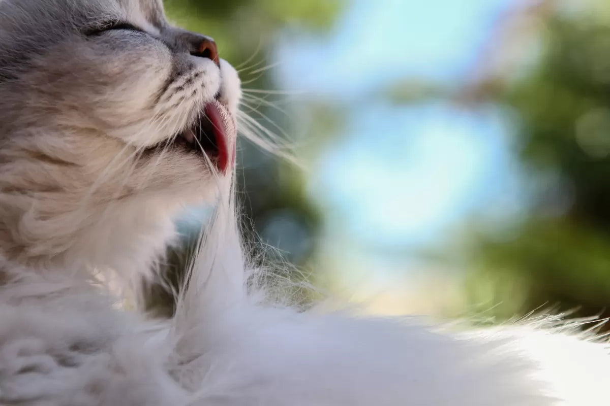 How to Help Cats with Hairballs