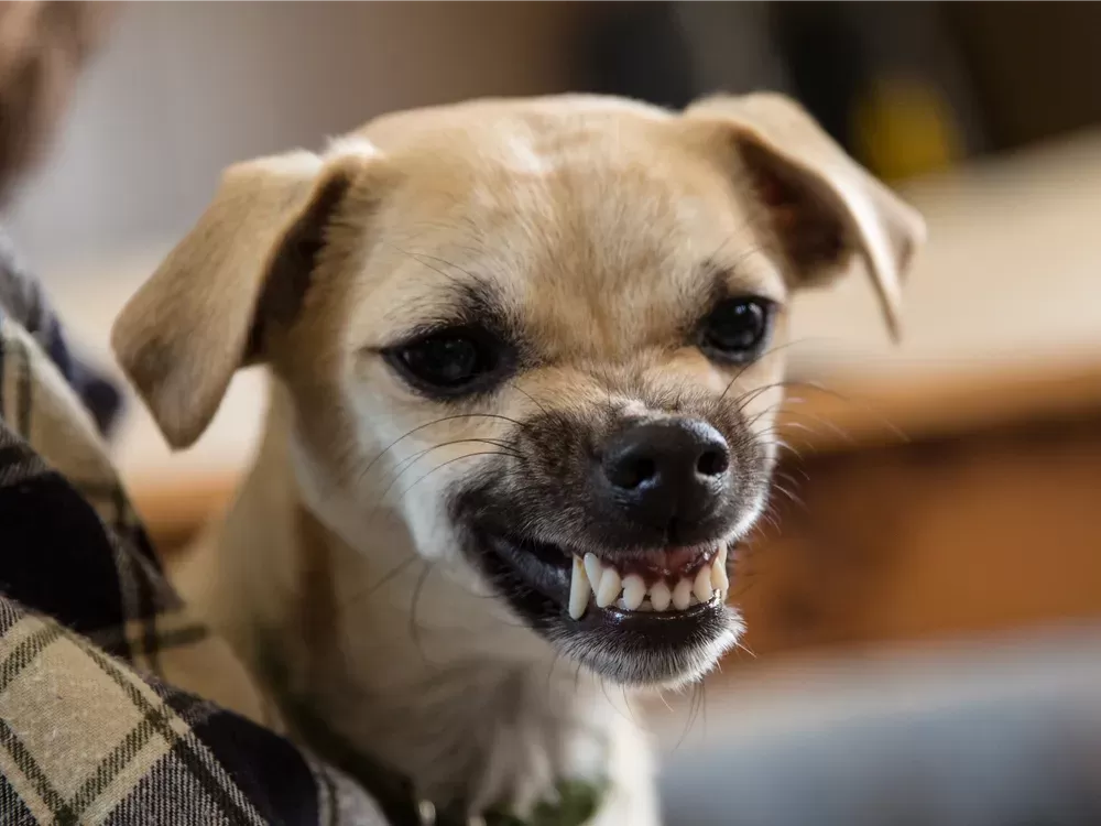 Why Does My Dog Grunt? Unraveling the Canine Vocalization Mystery