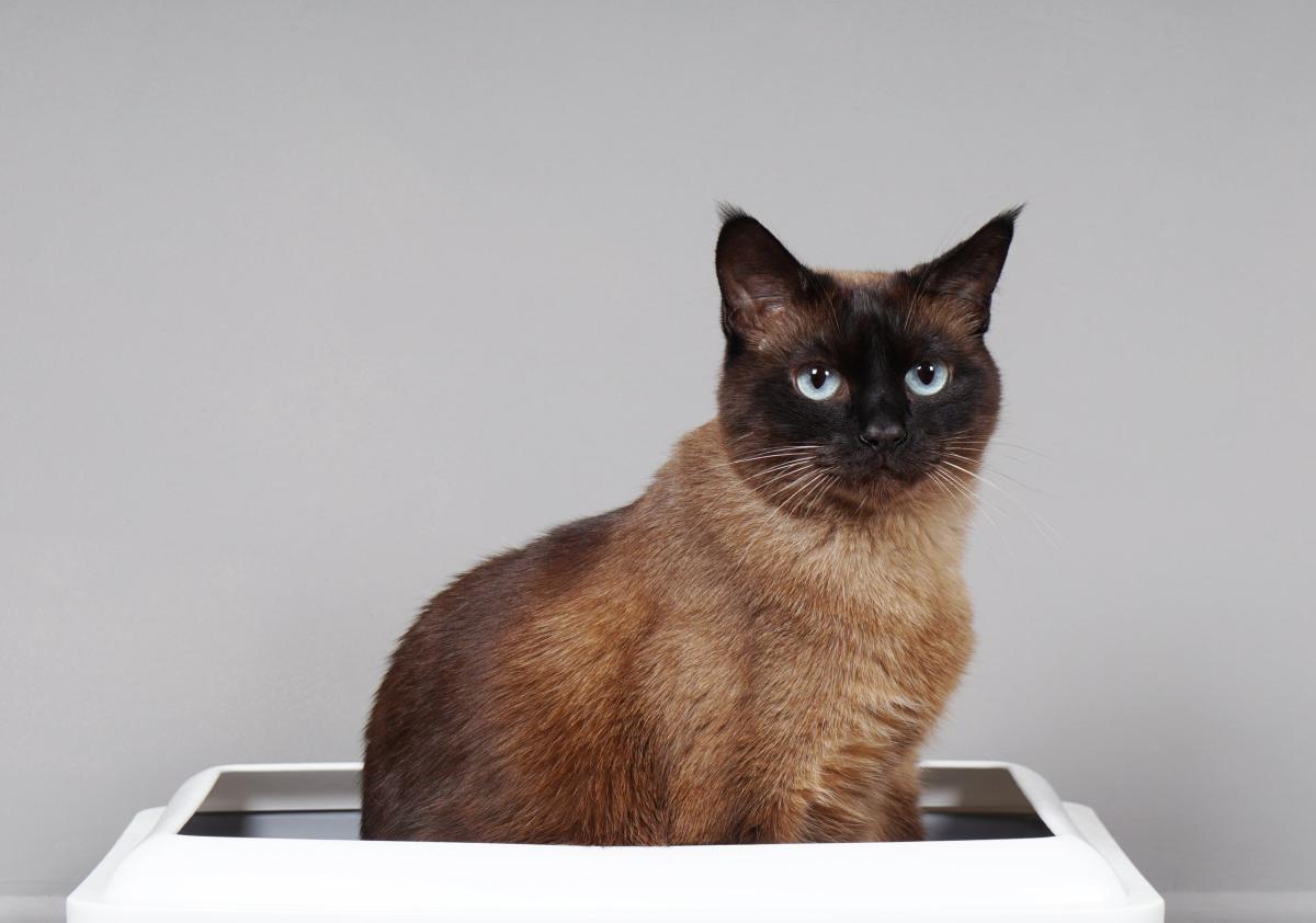 Can A Cat Stool Sample Have Litter on It