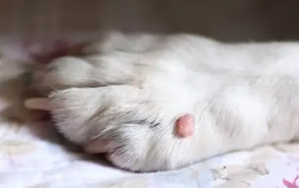 Skin Tags on Dogs
