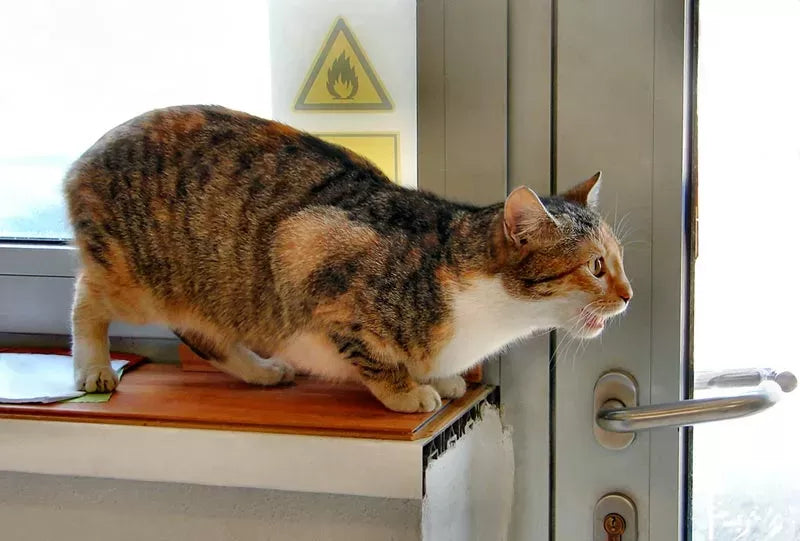 Understanding the Cat in Heat Sound