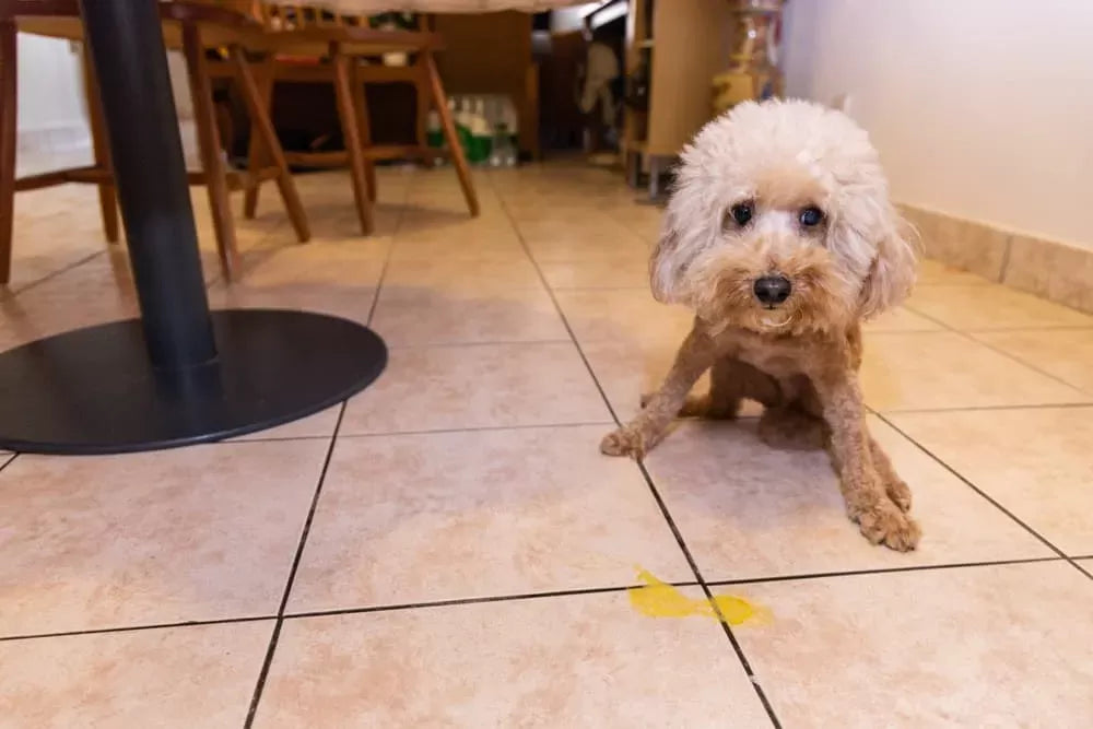 Understanding and Addressing Dog Throwing Up Yellow Foam