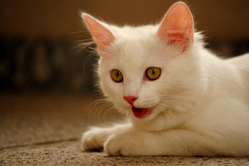 Cat Open Mouth Breathing