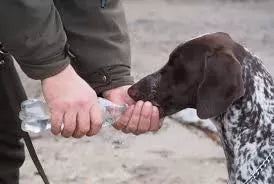 How Much Water Do Dogs Need to Drink