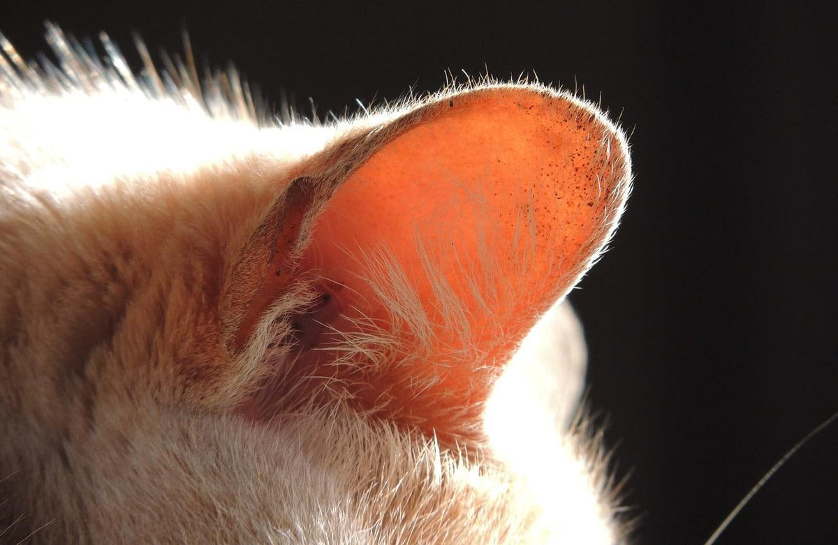 A Comprehensive Guide to Cat External Ear Anatomy