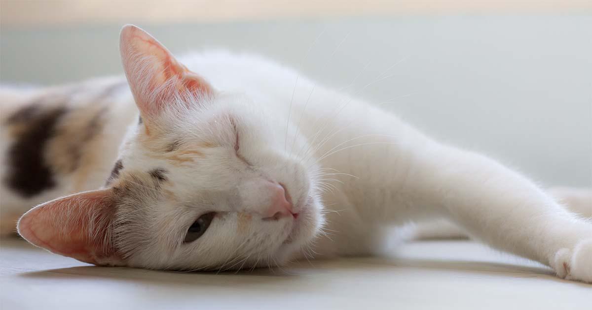 Can A Cat Eye Injury Heal on Its Own