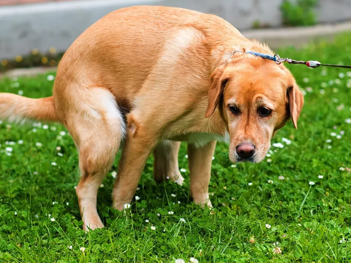 Dog Pooping Blood
