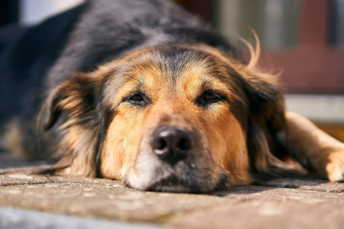 Signs of Internal Bleeding in Dogs