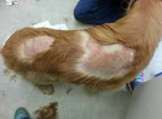 Hot Spots on Dogs